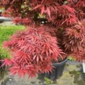 Acer palmatum 'Jerre Schwartz' - Foto 3