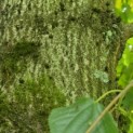 Tilia x europaea - 5