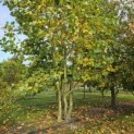 Platanus x hispanica - november 2024