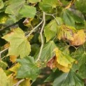 Platanus x hispanica - 3