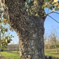 Quercus Suber - 9