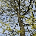 Gleditsia triacanthos 'Sunburst' - 1