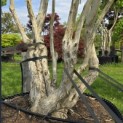 Heptacodium miconioides - Foto 4