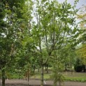 Carpinus betulus 'Frans Fontaine'   (Fastigiata) - gesnoeid voorjaar 2026