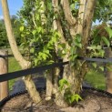 Heptacodium miconioides - 8