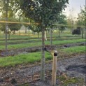Prunus laur. Caucasica - 4