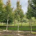 Amelanchier arborea 'Robin Hill' - Foto 2