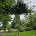 Ginkgo biloba - Foto 2
