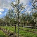 Malus domestica 'Jonagold' - Foto 1