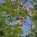 Albizia Julibrissin - 5