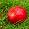 Malus domestica 'Red Elstar' - impressie rijpe appel