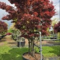 Acer palmatum 'Skeeter's Broom' - 5