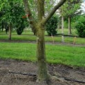 Platanus x hispanica - Afbeelding 2