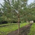 Pinus sylvestris - 6