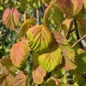 Davidia involucrata - Foto 1