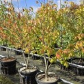 Davidia involucrata - Foto 2