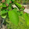 Amelanchier lamarckii - Foto 1