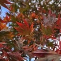 Acer palmatum Masu-kagami - 4