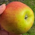Malus domestica 'Jonagold' - Foto 5