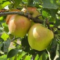 Malus domestica 'Jonagold' - Foto 6
