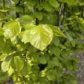 Fagus sylvatica 'Dawyck Gold' - 2