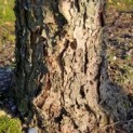 Betula nigra zwarte berk