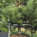Pinus nigra subsp. Nigra - 2