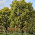 Gleditsia triacanthos ‘Elegantissima’ - oktober 2024