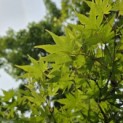 Acer palmatum - Foto 1