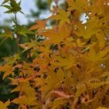Acer palmatum 'Bi-hoo' - impressie blad najaar