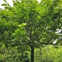 Carpinus betulus - Foto 2