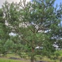 Pinus sylvestris - 2