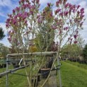 Magnolia 'Susan' - 5