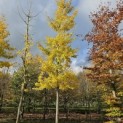 Ginkgo biloba - 1