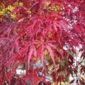 Acer palmatum 'Garnet'