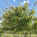 Parrotia persica - 2