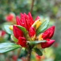 Rododendron Azalea 'Stewartstonian' - 1