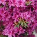 Rhododendron Azalea Japonica ‘Purple Splendor’ - Foto 1