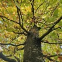 Fagus sylvatica 'Atropunicea' - november 2025