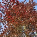 Fagus sylvatica 'Atropunicea' - Foto 6