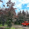 Fagus sylvatica 'Atropunicea' - Foto 1