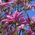 Magnolia 'Betty' - 5