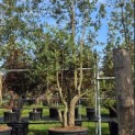 Quercus Suber - Foto 1