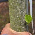 Tilia mongolica 'Buda' - Foto 2