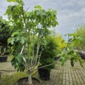 Ficus carica 'Brown Turkey' - 1