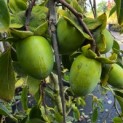 Diospyros kaki 'Pendula' - Foto 3