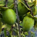 Diospyros kaki 'Pendula' - Foto 4