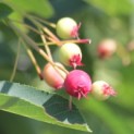 Amelanchier lamarckii - Afbeelding 3