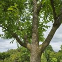 Phellodendron amurense - 2