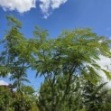Albizia julibrissin - 2